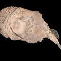 Spiky Brown Pufferfish Aquatic Animal With Large Eyes And Detailed Body Texture