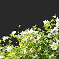 Lush Vine Adorned With White Flowers And Green Foliage