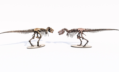 Modern Dinosaur Skeleton 3d model