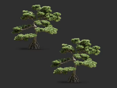Lush Pine Trees With Exposed Roots And Green Foliage For Landscape Decoration 3d model