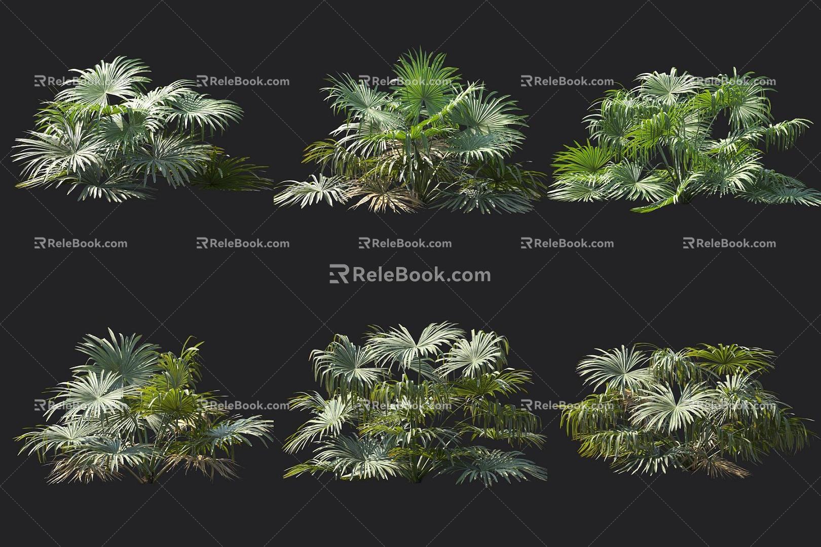 Muir stone palm tropical plant 3d model