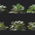 Muir stone palm tropical plant 3d model