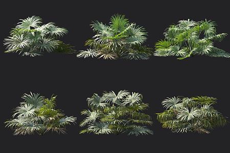 Muir stone palm tropical plant 3d model