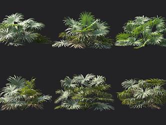 Muir stone palm tropical plant 3d model