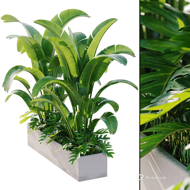 Potted Plant with Large Green Leaves in Rectangular White Pot and Fresh Foliage 3d model 