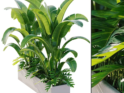 Potted Plant with Large Green Leaves in Rectangular White Pot and Fresh Foliage 3d model