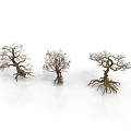 Three Decorative Trees With White Flowers Pink Blossoms Bare Branches And Exposed Roots Artistic