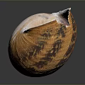 Natural Open Conch Shell with Brown Pink Exterior and Detailed Interior Texture