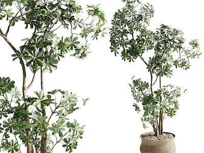 Natural Bonsai Potted Plant With Lush Green Leaves Multiple Trunks In Ceramic Pot Design 3d model