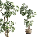 Natural Bonsai Potted Plant With Lush Green Leaves Multiple Trunks In Ceramic Pot Design
