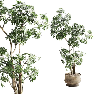 Natural Bonsai Potted Plant With Lush Green Leaves Multiple Trunks In Ceramic Pot Design 3d model