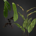 Lush Natural Fern Plant With Green And Brown Leaves And Exposed Roots