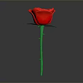 Vibrant Red Rose Plant with Green Stem and Fresh Leaves on Gray Background