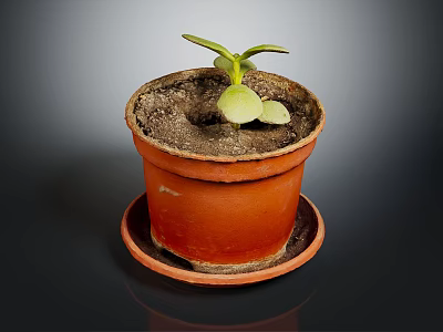 Young Green Seedling Growing in Terracotta Pot with Saucer on Dark Surface 3d model