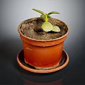 Young Green Seedling Growing in Terracotta Pot with Saucer on Dark Surface