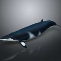 Realistic Blue Whale With White Belly Swimming In Gray Background Scene