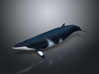 Realistic Blue Whale With White Belly Swimming In Gray Background Scene 3d model