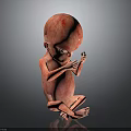 Red Fetus Model Curled Up with Hands Near Face on Black Background