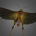 Green Grasshopper With Large Wings And Long Hind Legs Isolated On Gray Background