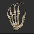 Human Hand Skeleton Anatomical Structure With Detailed Phalanges And Metacarpal Bones