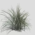 Tall Green Ornamental Grass In Cluster With Long Leaves Slender Stems And Natural Texture