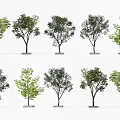 Tree Pit Landscaping With Different Green Tree Species For Urban Gardens 3d model