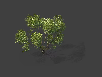 Lush Green Arbor with Dense Canopy and Multiple Branches in Natural Form 3d model