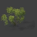 Lush Green Arbor with Dense Canopy and Multiple Branches in Natural Form