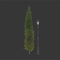Tall Green Cedar Tree And Vintage Black Street Lamp On White Surface