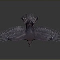 Eagle Large Eagle Owl Raptor Falcon Bird Bird Bird Animal Game Animal 3d model