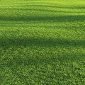 Lush Green Grass Under Sunlight Vibrant Fresh and Well Maintained Lawn Area