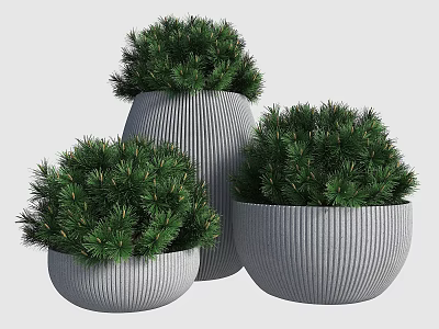 Three Lush Green Bonsai Potted Plants With Textured Gray Ceramic Pots 3d model