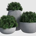 Three Lush Green Bonsai Potted Plants With Textured Gray Ceramic Pots