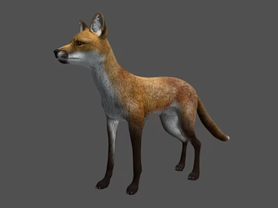Realistic 3D Fox Model With Brown White Fur Standing On Gray Background 3d model