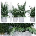 Lush Green Bonsai Potted Plants In Gray Ceramic Pots For Indoor Decor