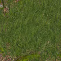 Lush Green Grass With Moss Covered Ground In Natural Garden Environment