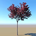Red Leaf Tree with Vibrant Foliage against Clear Blue Sky and Light Ground