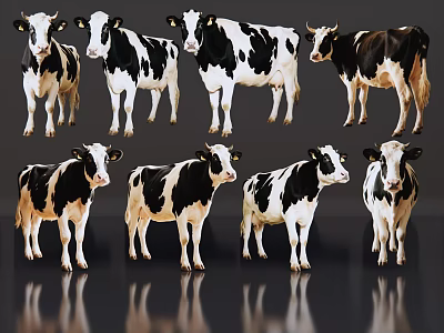 Black And White Cows Standing In Various Poses On Dark Reflective Background 3d model