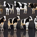 Black And White Cows Standing In Various Poses On Dark Reflective Background 3d model