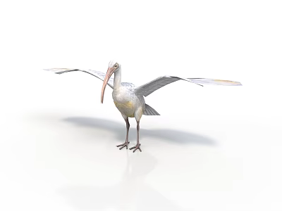 Large Pelican Standing with Spread Wings on Clean White Background 3d model