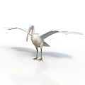 Large Pelican Standing with Spread Wings on Clean White Background