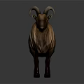 The Brown Goat with Curved Horns and Long Hair Standing Against Gray Background