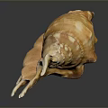 Orange Yellow Conch Shell From Aquatic Animal With Spiky Edges On Dark Background With Reflection