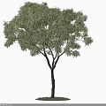 Lush Green Arbor With Dense Foliage Tall Trunk And Natural Shadow On Grass