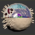 Detailed 3D Cell Organelles Structure With Internal Components And Surface Projections
