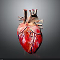 Anatomical Human Heart Organ Model With Detailed Red And Blue Blood Vessels Structure