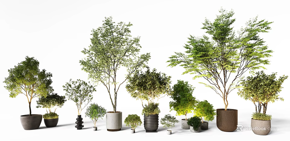 Potted Bonsai Plants With Various Sizes Lush Green Foliage And Decorative Pots 3d model 