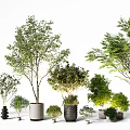 Potted Bonsai Plants With Various Sizes Lush Green Foliage And Decorative Pots