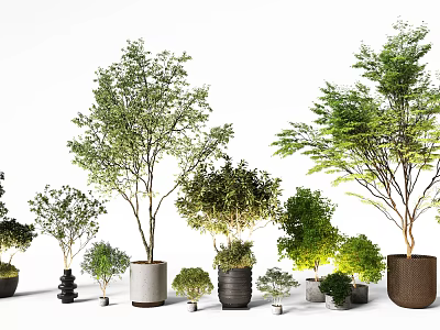 Potted Bonsai Plants With Various Sizes Lush Green Foliage And Decorative Pots 3d model