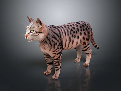 Realistic Spotted Cat Standing Against Gray Background With Reflective Surface 3d model